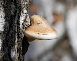 Attēlu rezultāti vaicājumam “Piptoporus betulinus”