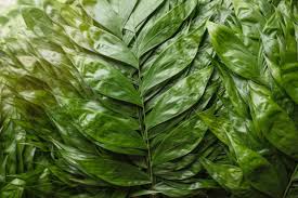 Attēlu rezultāti vaicājumam “Comatricha elegans stalked”