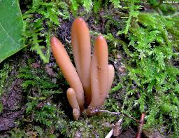 Attēlu rezultāti vaicājumam “Enteridium olivaceum macro”