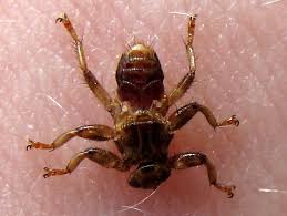 Attēlu rezultāti vaicājumam “Lipoptena cervi”