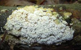 Attēlu rezultāti vaicājumam “Hyphodontia barba-jovis”