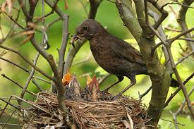 Attēlu rezultāti vaicājumam “Turdus viscivorus nest”