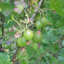 Attēlu rezultāti vaicājumam “Ribes uva-crispa leaf”