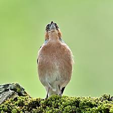Attēlu rezultāti vaicājumam “Fringilla coelebs”