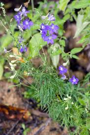 Image result for Consolida ajacis oder Consolida regalis