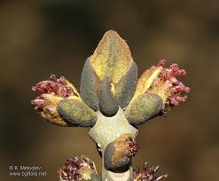 Attēlu rezultāti vaicājumam “Fraxinus excelsior bud”