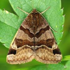 Attēlu rezultāti vaicājumam “Euclidia glyphica”