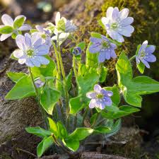 Attēlu rezultāti vaicājumam “Hepatica nobilis”