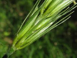 Attēlu rezultāti vaicājumam “Hordelymus europaeus leaf”