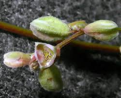 Attēlu rezultāti vaicājumam “Fallopia convolvulus”