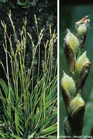 Attēlu rezultāti vaicājumam “Carex digitata”