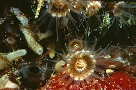 Attēlu rezultāti vaicājumam “Epirranthis diversata imago”