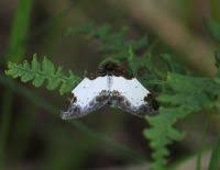 Attēlu rezultāti vaicājumam “Mesoleuca albicillata”