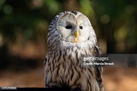 Attēlu rezultāti vaicājumam “Strix uralensis adult”