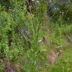 Attēlu rezultāti vaicājumam “Cirsium x rigens”
