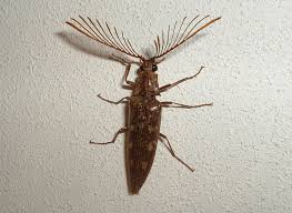 Attēlu rezultāti vaicājumam “Pyrochroidae imago”