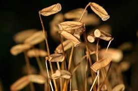 Attēlu rezultāti vaicājumam “Polytrichastrum pallidisetum cells”