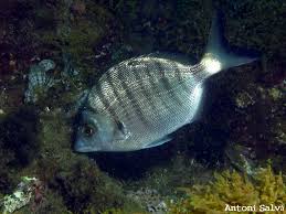Image result for Diplodus puntazzo