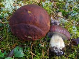 Attēlu rezultāti vaicājumam “Boletus pinophilus”