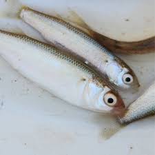 Image result for Pseudomyxus capensis