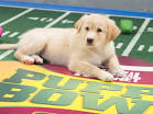 And the PUPPY BOWL IX MVP is.