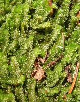 Attēlu rezultāti vaicājumam “Barbilophozia lycopodioides”