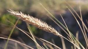 Attēlu rezultāti vaicājumam “Hordelymus europaeus leaf”