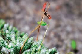 Attēlu rezultāti vaicājumam “Bryum argenteum”