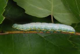 Attēlu rezultāti vaicājumam “Leucodonta bicoloria imago”