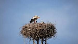 Attēlu rezultāti vaicājumam “Ciconia ciconia juvenile”