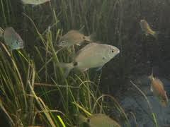 Image result for Diplodus capensis
