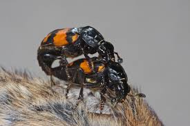 Attēlu rezultāti vaicājumam “Nicrophorus vespilloides”