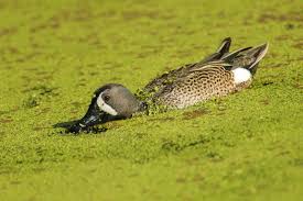 Image result for Anas discors