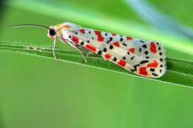 Attēlu rezultāti vaicājumam “Ypsolopha asperella”