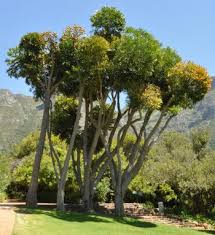 Attēlu rezultāti vaicājumam “Badhamia capsulifera var. arborea sessile”