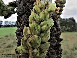 Attēlu rezultāti vaicājumam “Verbascum thapsus fruit”