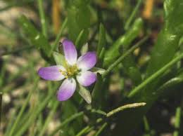 Attēlu rezultāti vaicājumam “Spergularia marina flower”