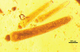 Attēlu rezultāti vaicājumam “Opatrum sabulosum”
