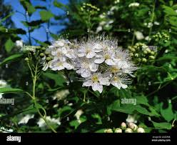 Attēlu rezultāti vaicājumam “Spiraea chamaedryfolia flower”