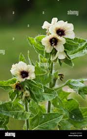 Attēlu rezultāti vaicājumam “Hyoscyamus niger flower”