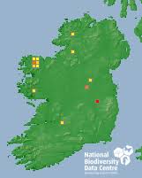 Attēlu rezultāti vaicājumam “Tomentypnum nitens”