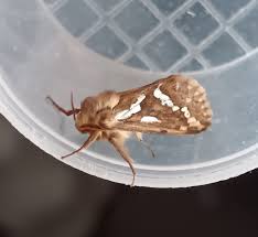 Attēlu rezultāti vaicājumam “Hepialus lupulinus”