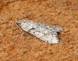 Attēlu rezultāti vaicājumam “Diurnea fagella”