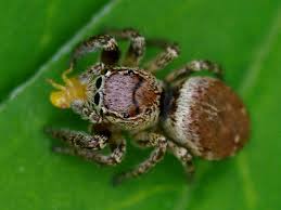 Attēlu rezultāti vaicājumam “Evarcha falcata male”