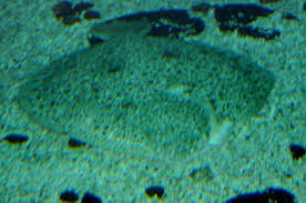 Image result for Scophthalmus maximus