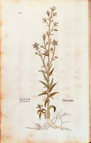 Image result for Campanula rapunculus