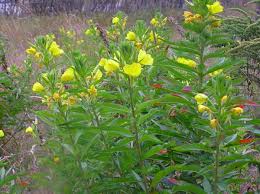 Image result for Oenothera biennis