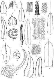 Attēlu rezultāti vaicājumam “Tortula lingulata”