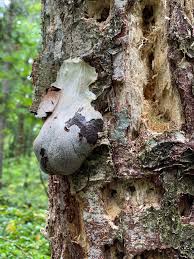 Attēlu rezultāti vaicājumam “Amaurochaete fusiformis spores”