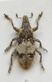 Attēlu rezultāti vaicājumam “Cleonis pigra”